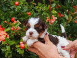 Deux chiots femelles Yorkshire Biewer non LOF nés en mai 2026 à vendre