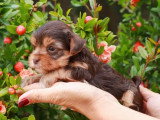 Deux chiots femelles Yorkshire Biewer non LOF nés en mai 2026 à vendre