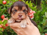 Deux chiots femelles Yorkshire Biewer non LOF nés en mai 2026 à vendre