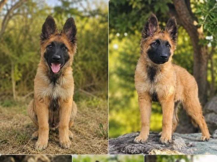 Deux chiots femelles Berger Belge LOF nés en mars 2026