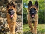 Deux chiots femelles Berger Belge LOF nés en mars 2026