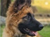 Deux chiots femelles Berger Belge LOF nés en mars 2026