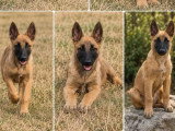 Deux chiots femelles Berger Belge LOF nés en mars 2026