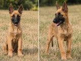 Deux chiots femelles Berger Belge LOF nés en mars 2026