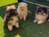 Chiots Spitz Allemand à vendre