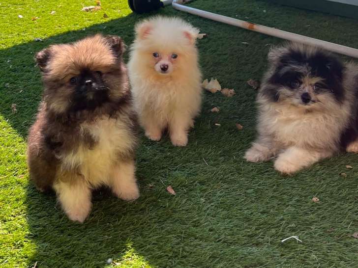 Chiots Spitz Allemand à vendre