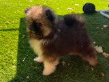 Chiots Spitz Allemand à vendre