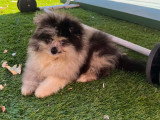 Chiots Spitz Allemand à vendre