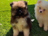 Chiots Spitz Allemand à vendre