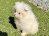 Chiots Spitz Allemand à vendre