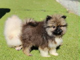 Chiots Spitz Allemand à vendre