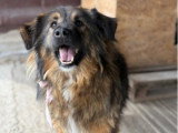 Toscane, chienne roumaine très joyeuse de 3 ans à adopter en association