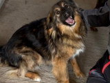 Toscane, chienne roumaine très joyeuse de 3 ans à adopter en association