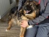 Toscane, chienne roumaine très joyeuse de 3 ans à adopter en association