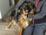 Toscane, chienne roumaine très joyeuse de 3 ans à adopter en association