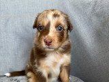 Chiots Berger Australien à réserver