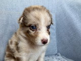 Chiots Berger Australien à réserver