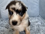 Chiots Berger Australien à réserver