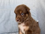 Chiots Berger Australien à réserver