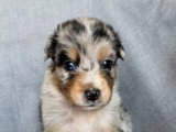 Chiots Berger Australien à réserver