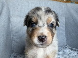 Chiots Berger Australien à réserver
