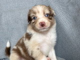 Chiots Berger Australien à réserver