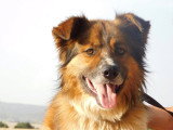Pingo, chien de 3 ans à adopter en association