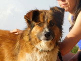 Pingo, chien de 3 ans à adopter en association