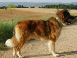Pingo, chien de 3 ans à adopter en association