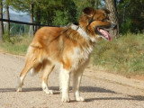 Pingo, chien de 3 ans à adopter en association