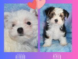 2 magnifiques mâles Morkie à vendre