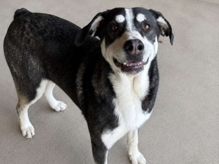 Elisa, jeune chienne en refuge depuis sa naissance à adopter en association