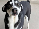 Elisa, jeune chienne en refuge depuis sa naissance à adopter en association
