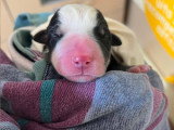 Elisa, jeune chienne en refuge depuis sa naissance à adopter en association