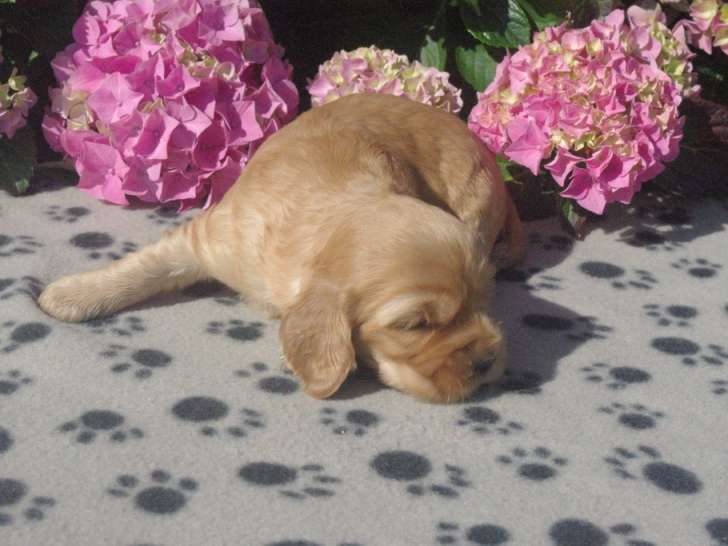 Chiots de type Cocker Anglais à vendre (2 femelles & 1 mâle)