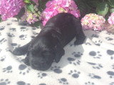 Chiots de type Cocker Anglais à vendre (2 femelles & 1 mâle)