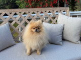 Mâle Spitz Nain disponible pour saillie