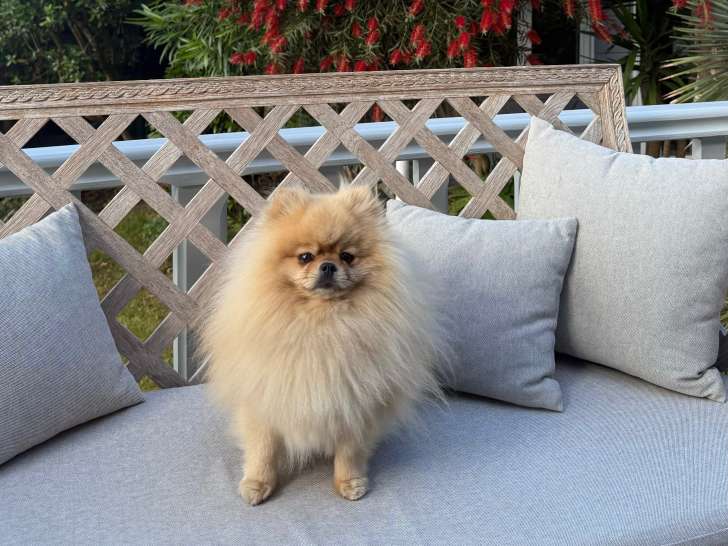 Mâle Spitz Nain disponible pour saillie