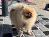 Mâle Spitz Nain disponible pour saillie