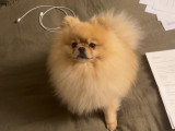 Mâle Spitz Nain disponible pour saillie