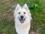 Victor, jeune Husky croisé Eurasier à adopter en association