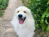 Victor, jeune Husky croisé Eurasier à adopter en association