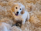 Portée de 4 Golden Retriever LOF nés en mars 2026 à vendre