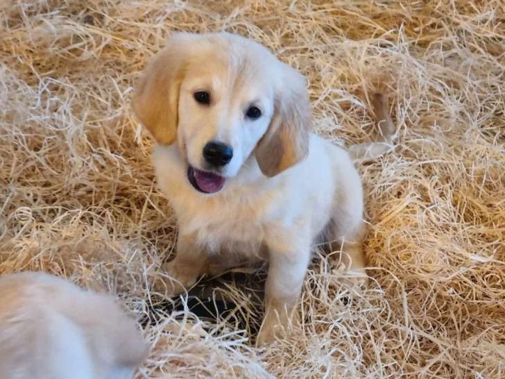Portée de 4 Golden Retriever LOF nés en mars 2026 à vendre