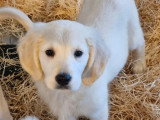 Portée de 4 Golden Retriever LOF nés en mars 2026 à vendre