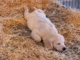 Portée de 4 Golden Retriever LOF nés en mars 2026 à vendre