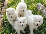 4 chiots Samoyède non LOF nés en avril 2026 à vendre