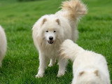4 chiots Samoyède non LOF nés en avril 2026 à vendre