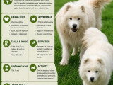 4 chiots Samoyède non LOF nés en avril 2026 à vendre