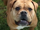 Chienne Bulldog Continental LOF 3 ans à vendre